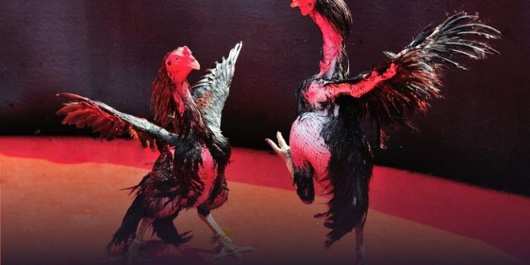 DANATOTO: A Trusted Casino Site for Slot and Togel Enthusiasts